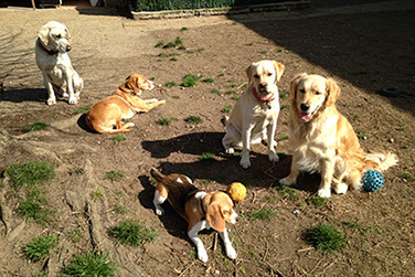 pension familiale pour chien sans box et rongeurs pres de Lyon dans le Rhône (69)